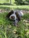 Spinone Italiano puppies, 3 females available.