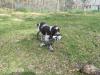 3 Beautiful Female puppies available 