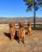 Dad - Sampson (far left)
Mom - Ginger (far right)