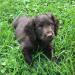 These puppies are from Quinn and Chip last year. This is the same breeding this year as last year.
Beautiful, smart puppies!!! You will not be disappointed!!