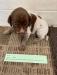 Male. Large liver patch on right side. Solid liver face/head with small white snip on nose. 

(Sue's #4)