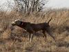 Sire - NFC NWGDC GFC FC RNL's Indiana Bones “Indy”  
Indy’s talent is demonstrated in a record that stands for itself.  His most recent accomplishments are earning the 2021 National Field Champion and the National Walking Gundog Champion titles.  These are addition to his previous 2018 National Open Derby win.  His physical traits, personality, and talent are extremely complimentary to Jigs.