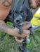 Black roan female- very bold, lots of energy, wants to GO.  Easily the most confident and driven pup in the bunch.