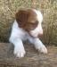 josie cracker orange male 2
