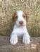 josie cracker orange male 3