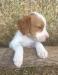 josie cracker orange male 3