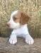 josie cracker orange male 3