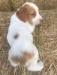 josie cracker orange male 3