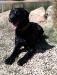 Mother black lab. Father white standard poodle. 