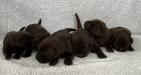 The male pups … pictured at 8 days