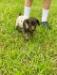 Our little &quot;freka girl&quot; 4 weeks old