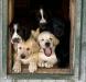 Happy Labs hanging out with their Springer Spaniel friends! 