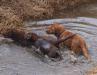 Tucker and Hunter Reg. AKC and CKC, OFA and DNA Tested and cleared.
