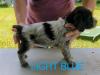 Light Blue Male 