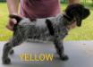 Yellow Male 