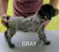 Gray Female 