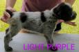 Light Purple Female 