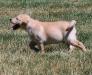 yellow male Labrador puppy