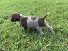Male 1 - Conway - Liver Roan