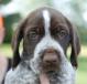 Mr. Blue at 6 weeks