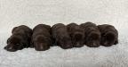 Chocolate pups for sale!  Pictured at 8 days of age