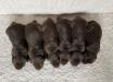 Current litter pictured at 8 days of age.