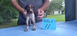 ONE OF THE BEAUTIFUL PUPS