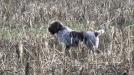 Dam: GCHB CH Southern Flash's Starry Night NA 2. Producer of a NAVHDA Natural Ability Breeder Award Litter. Daughter of VC GCHS Southern Jes A Lit'l Hunting Sensation JH FD CGC TKI NA 1 UPT 3 UT 1, 12 of her 14 previous puppies passed the NAVHDA Natural Ability test.