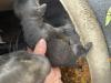 We’ll have pics of black  roan and solid liver male ASAP. Sadly this is a litter of only three pups