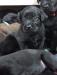Tycho x Willow Pups