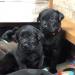 Tycho x Willow Pups