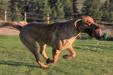 Big Sky Bullet