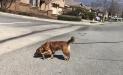 Urban Tracking for missing Subject