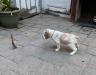 Flash pointing a pheasant wing