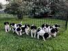 8 week old field bred Springer Spaniel Puppies 