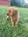 Female puppy - purple collar