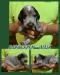 Dark Green Collar - Male