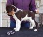 &quot;Scout&quot; - male - Louie and Daisy Litter