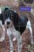 4 month old black tri French Brittany,  smart, very biddable, pet door trained. comes from the Pairknaglos bloodline.  Call, email  or text for more information and pics 