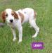 Libby is a white/orange French Brittany , very smart, biddable and comes from the Pairknaglos bloodline.  Call email, text for more information and pictures. 