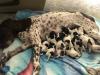 River & 10 puppies