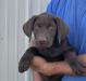 #3 Male pup for sale.