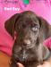 Red boy available