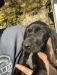 Pups are up to date on shots and are ready to go home 11 weeks old. 