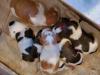 Here is a group photo of the litter. There are 3 males and 3 females. Two orange and white, one male and one female, and four liver-tri-color, two males and two females. We do have reservations on this litter and are accepting a few more, due to the timing and color choices of some of our clients. Let us know if you&#39;re interested as soon as possible. 