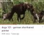 Great Great grandma of this litter is Artemis Vom Stillwater JH NA 112 UT lll