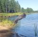 Sam is all go with hunting, land or water.