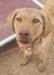 red collar female