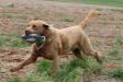 sire of 11-30 litter. son of chesabars copper reflection gch ch jh