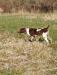 Chief sire of litter